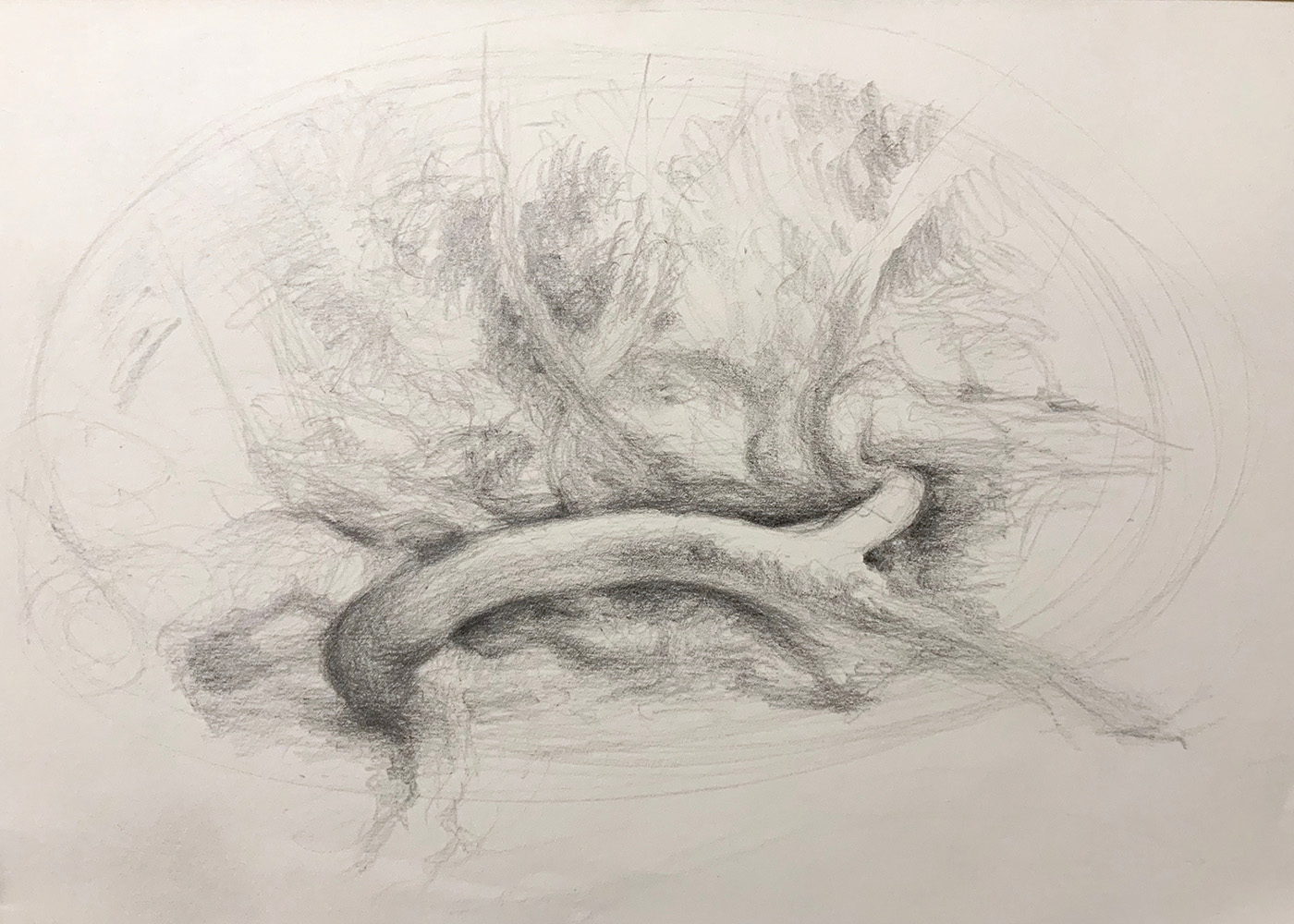 Rhododendron Study